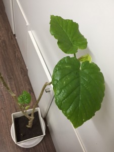 image1-3